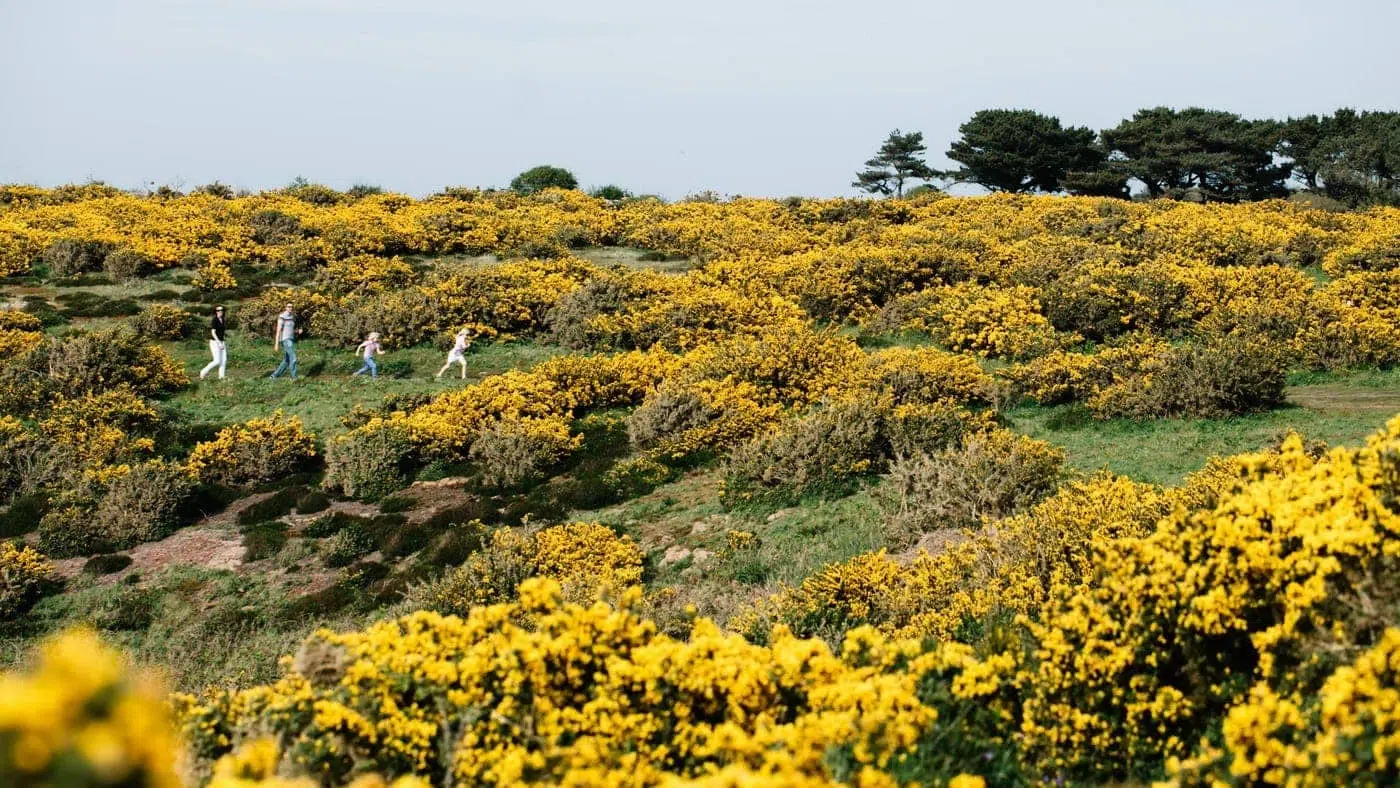 Jersey Frühling