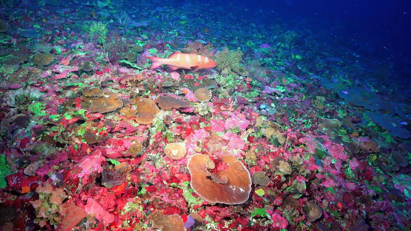 Australien Riesiges Korallenriff Am Great Barrier Reef Entdeckt Travel4news